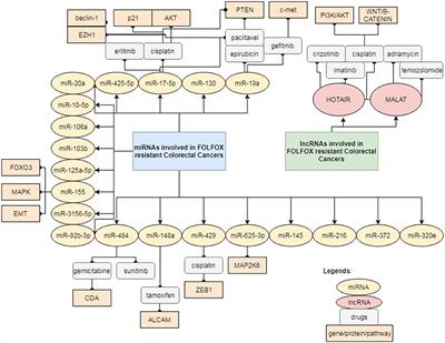 miRNAs and lncRNAs as Predictive Biomarkers of Response to FOLFOX Therapy in Colorectal Cancer